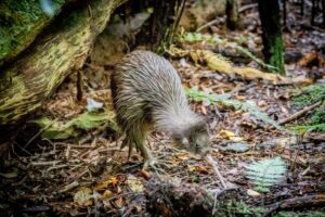 Il kiwi: caratteristiche, habitat e curiosità sull’uccello simbolo della Nuova Zelanda