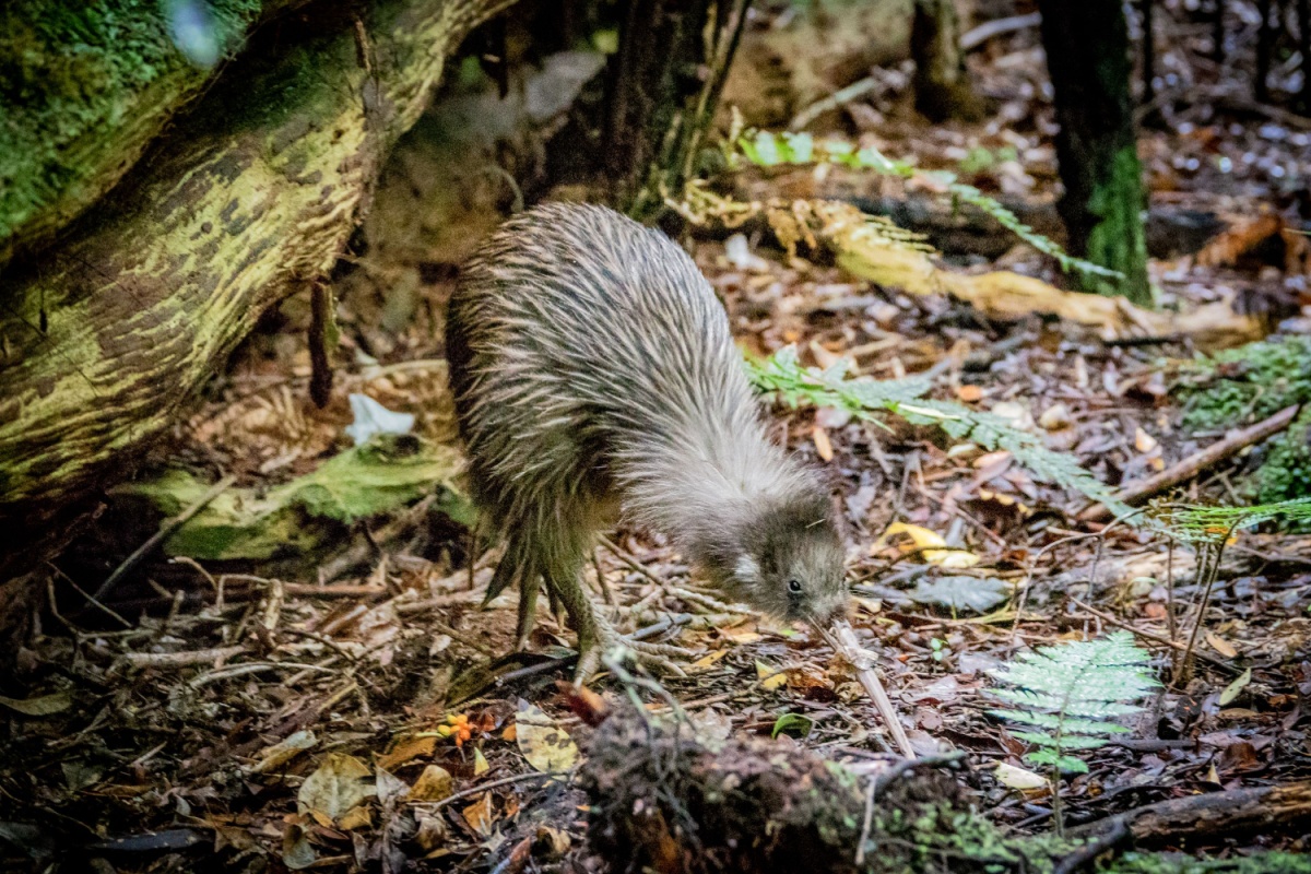Il kiwi: caratteristiche, habitat e curiosità sull’uccello simbolo della Nuova Zelanda Il kiwi: caratteristiche, habitat e curiosità sull’uccello simbolo della Nuova Zelanda