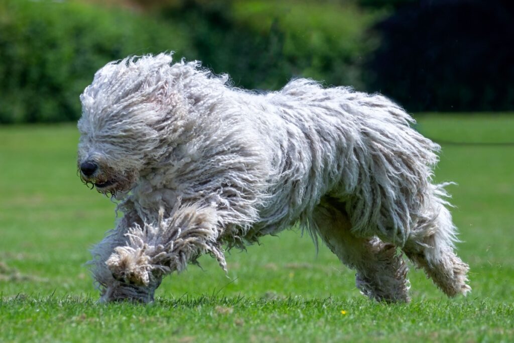 Komondor: caratteristiche, carattere e cura del cane da pastore ungherese Komondor: caratteristiche, carattere e cura del cane da pastore ungherese