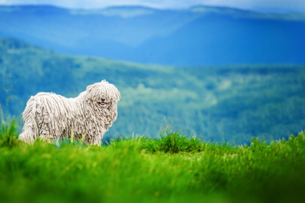 Komondor: caratteristiche, carattere e cura del cane da pastore ungherese Komondor: caratteristiche, carattere e cura del cane da pastore ungherese