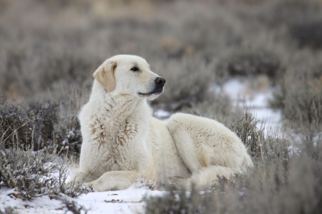 Kuvasz: caratteristiche, carattere, educazione e cure del cane ungherese