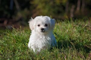 Maltese: caratteristiche, carattere e cura del cane elegante per eccellenza