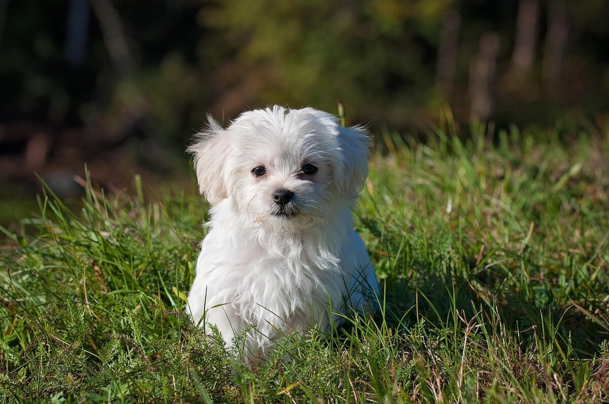 Maltese: caratteristiche, carattere e cura del cane elegante per eccellenza Maltese: caratteristiche, carattere e cura del cane elegante per eccellenza