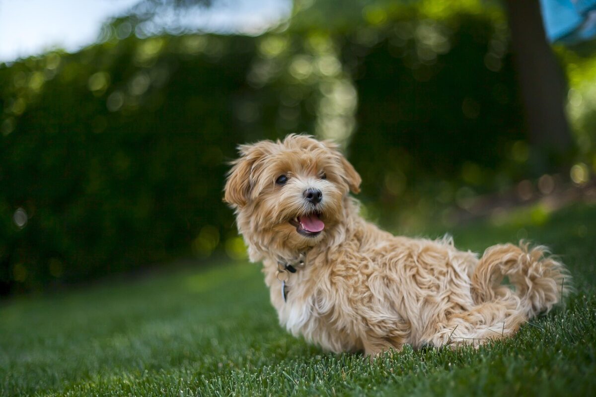 Maltipoo: caratteristiche, carattere e cura di un cane affettuoso e intelligente