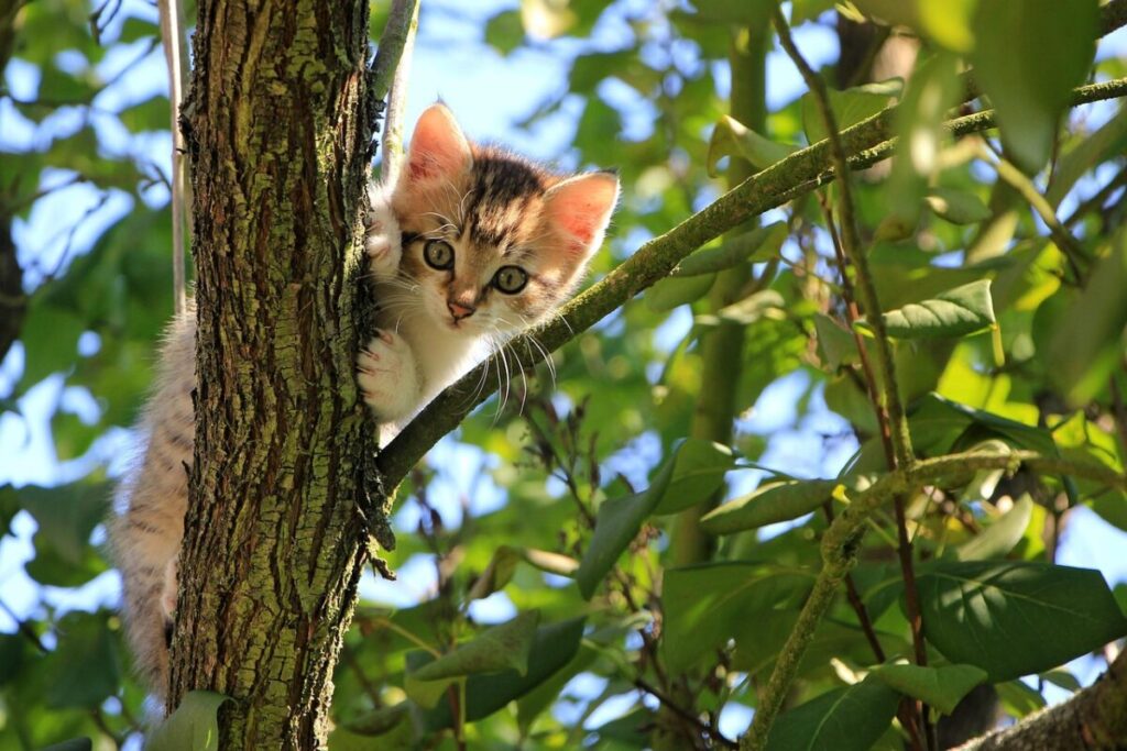 Gatto Munchkin: caratteristiche, carattere e cure del felino dalle zampe corte Gatto Munchkin: caratteristiche, carattere e cure del felino dalle zampe corte