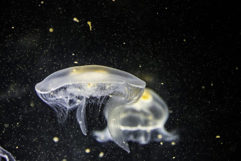 Medusa di Nomura: caratteristiche, habitat e pericolosità di uno dei giganti del mare Medusa di Nomura: caratteristiche, habitat e pericolosità di uno dei giganti del mare