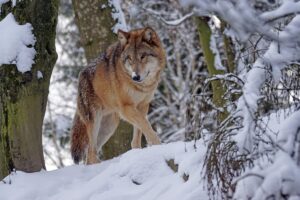 Il lupo grigio: caratteristiche, comportamento e curiosità sul predatore simbolo della natura selvaggia