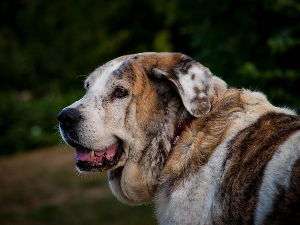 Mastino Spagnolo: caratteristiche, carattere e cura del gigante buono Mastino Spagnolo: caratteristiche, carattere e cura del gigante buono