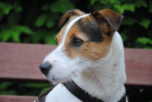 Parson Russell Terrier: caratteristiche, carattere e cure di un cane energico e intelligente