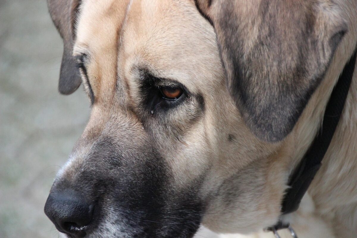 Mastino Napoletano: caratteristiche, carattere e cura di un gigante leale