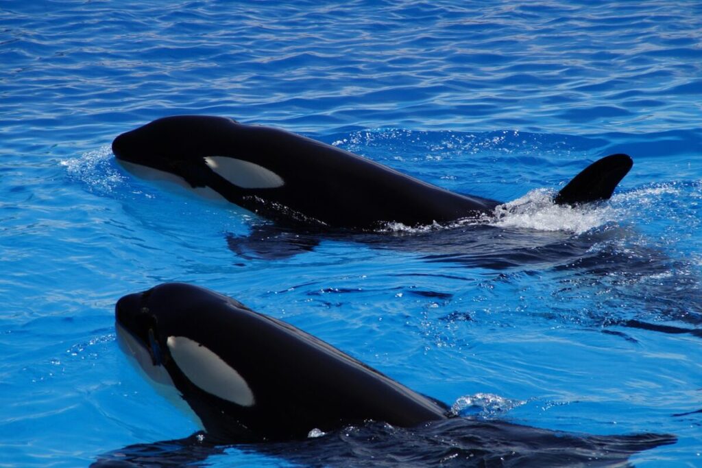 Orca: caratteristiche, habitat e curiosità sul gigante dei mari Orca: caratteristiche, habitat e curiosità sul gigante dei mari