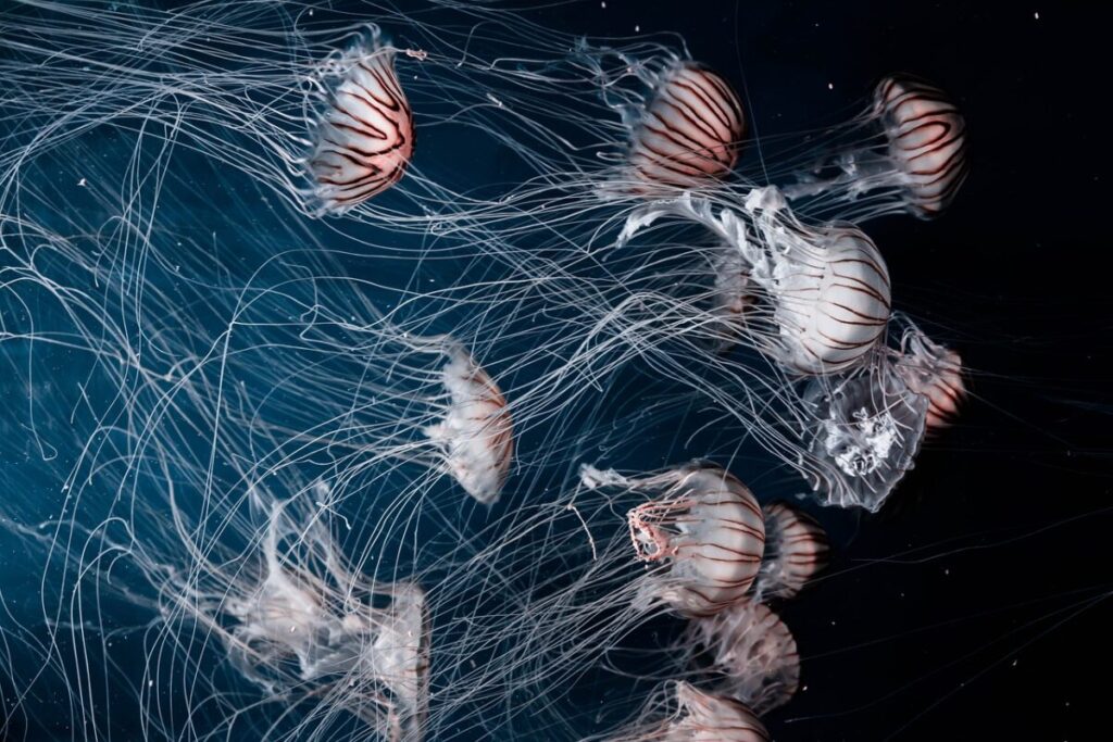 Medusa di Nomura: caratteristiche, habitat e pericolosità di uno dei giganti del mare Medusa di Nomura: caratteristiche, habitat e pericolosità di uno dei giganti del mare