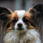 Papillon: caratteristiche, carattere e come prendersene cura del “cane farfalla”