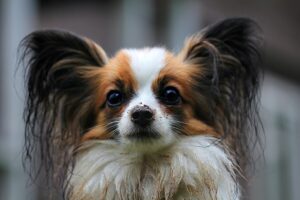 Papillon: caratteristiche, carattere e come prendersene cura del “cane farfalla”