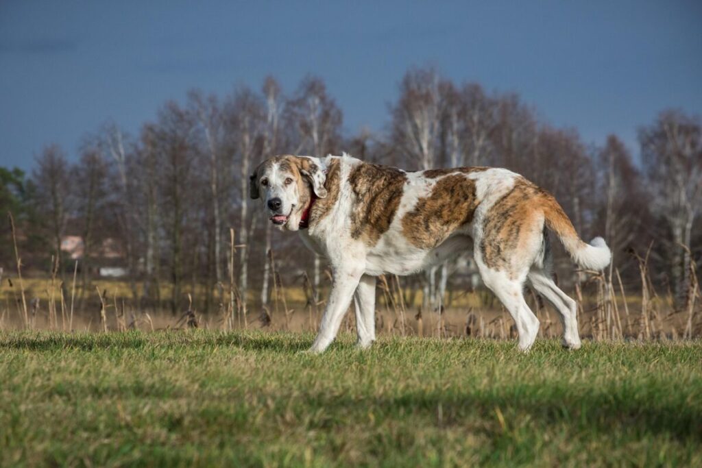 Mastino Spagnolo: caratteristiche, carattere e cura del gigante buono Mastino Spagnolo: caratteristiche, carattere e cura del gigante buono