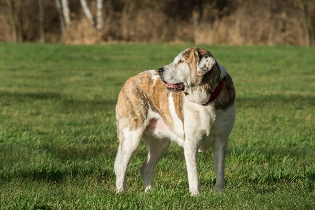 Mastino Spagnolo: caratteristiche, carattere e cura del gigante buono Mastino Spagnolo: caratteristiche, carattere e cura del gigante buono