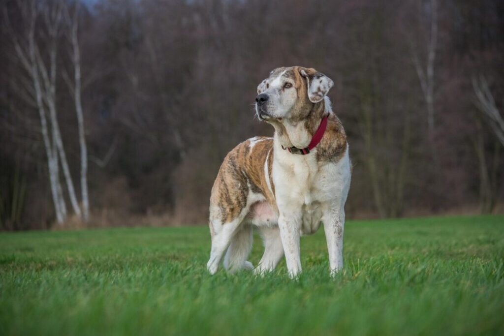 Mastino Tibetano: caratteristiche, carattere e consigli per la cura Mastino Tibetano: caratteristiche, carattere e consigli per la cura