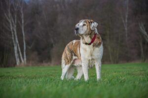 Mastino Tibetano: caratteristiche, carattere e consigli per la cura