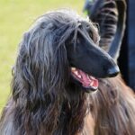 Levriero Afgano: eleganza, storia e carattere di una razza unica