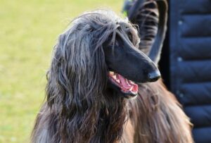 Levriero Afgano: eleganza, storia e carattere di una razza unica