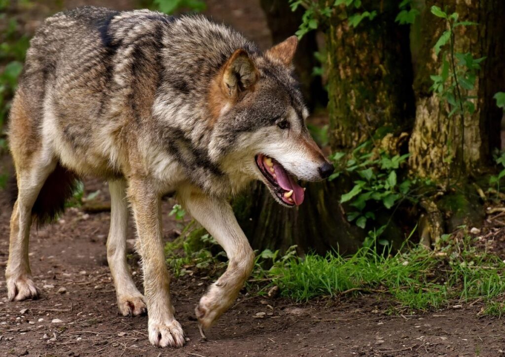 Il lupo grigio: caratteristiche, comportamento e curiosità sul predatore simbolo della natura selvaggia Il lupo grigio: caratteristiche, comportamento e curiosità sul predatore simbolo della natura selvaggia