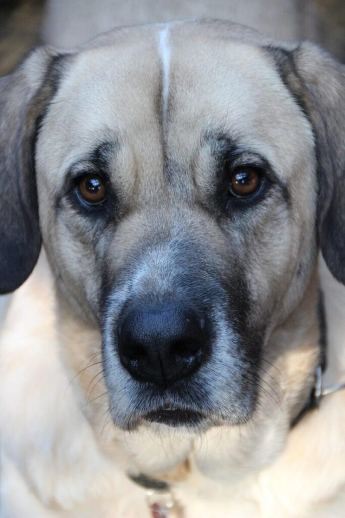 Mastino Napoletano: caratteristiche, carattere e cura di un gigante leale