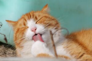 Mau Egiziano: il gatto sacro dei faraoni, elegante e misterioso