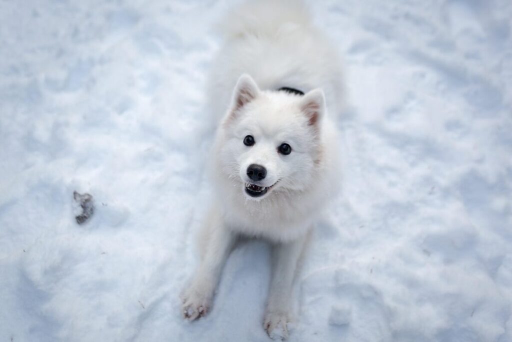 Norrbotten Spitz: caratteristiche, carattere e cure di una razza nordica attiva Norrbotten Spitz: caratteristiche, carattere e cure di una razza nordica attiva