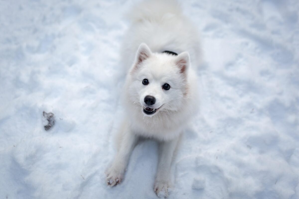 Norrbotten Spitz: caratteristiche, carattere e cure di una razza nordica attiva Norrbotten Spitz: caratteristiche, carattere e cure di una razza nordica attiva