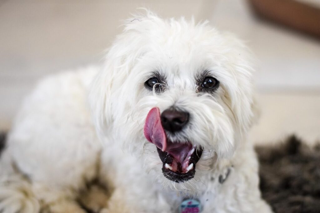 Maltese: caratteristiche, carattere e cura del cane elegante per eccellenza Maltese: caratteristiche, carattere e cura del cane elegante per eccellenza