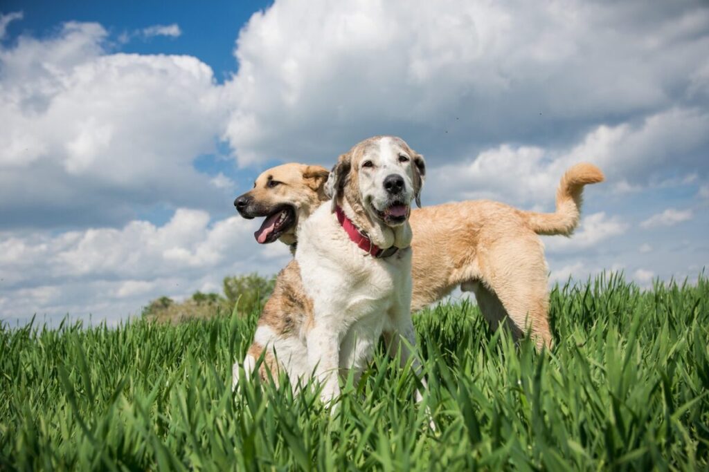 Mastino Tibetano: caratteristiche, carattere e consigli per la cura Mastino Tibetano: caratteristiche, carattere e consigli per la cura