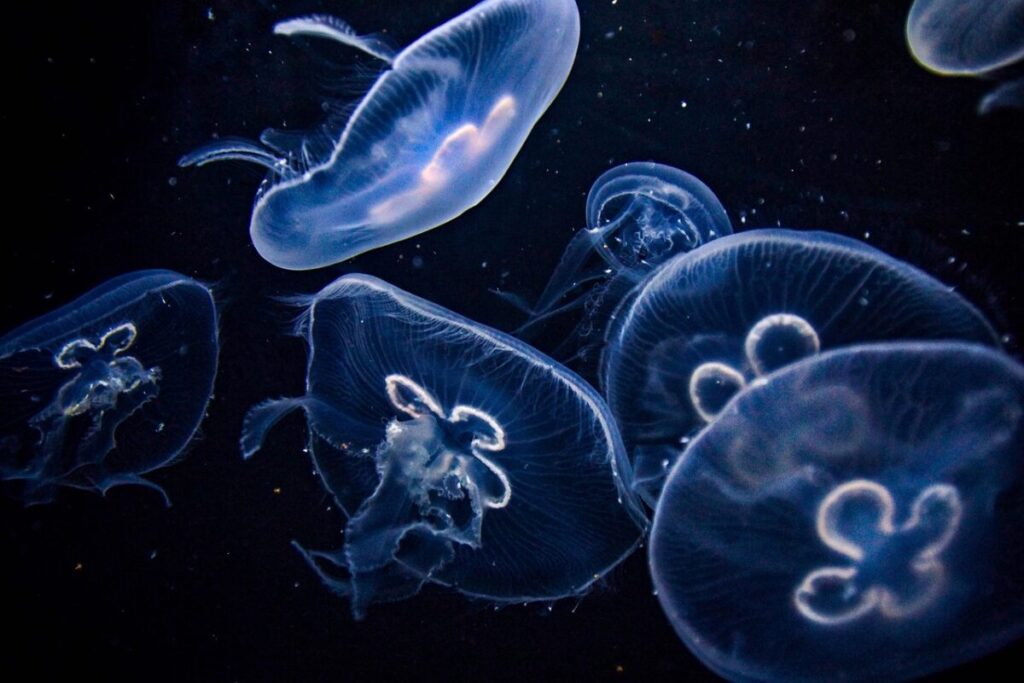 Medusa di Nomura: caratteristiche, habitat e pericolosità di uno dei giganti del mare Medusa di Nomura: caratteristiche, habitat e pericolosità di uno dei giganti del mare