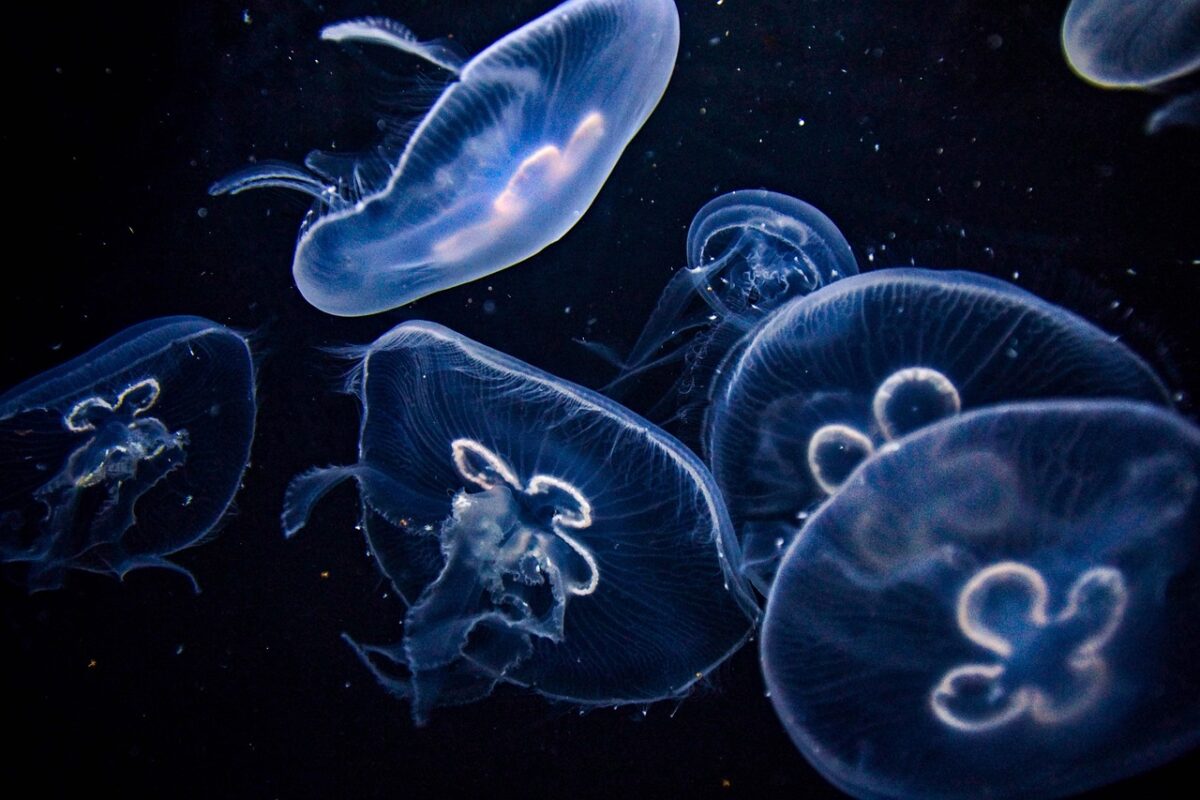 Medusa di Nomura: caratteristiche, habitat e pericolosità di uno dei giganti del mare Medusa di Nomura: caratteristiche, habitat e pericolosità di uno dei giganti del mare