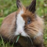 Coniglio nano o Toy: caratteristiche, comportamento e cura dell’animale domestico più amato