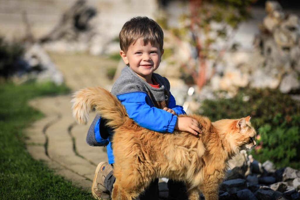 Gatto Ocicat: caratteristiche, carattere e consigli per la cura Gatto Ocicat: caratteristiche, carattere e consigli per la cura