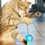 Gatto Ocicat: caratteristiche, carattere e consigli per la cura