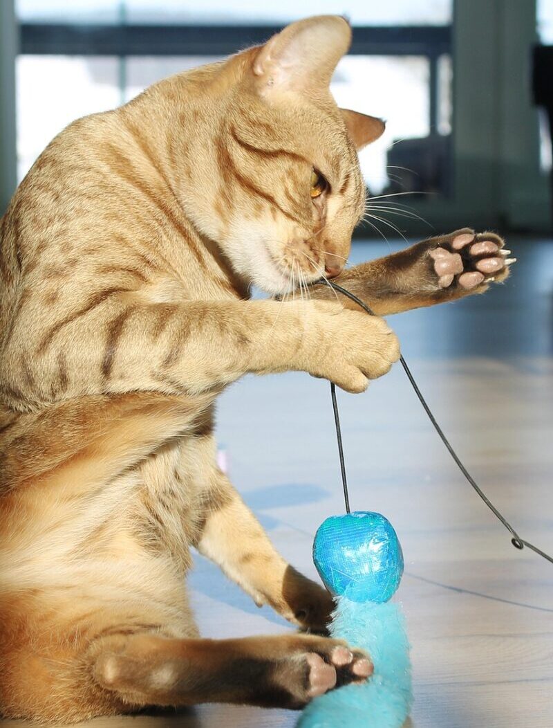 Gatto Ocicat: caratteristiche, carattere e consigli per la cura Gatto Ocicat: caratteristiche, carattere e consigli per la cura
