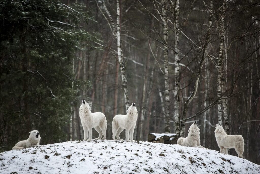Lupo artico: caratteristiche, habitat e curiosità del lupo polare Lupo artico: caratteristiche, habitat e curiosità del lupo polare