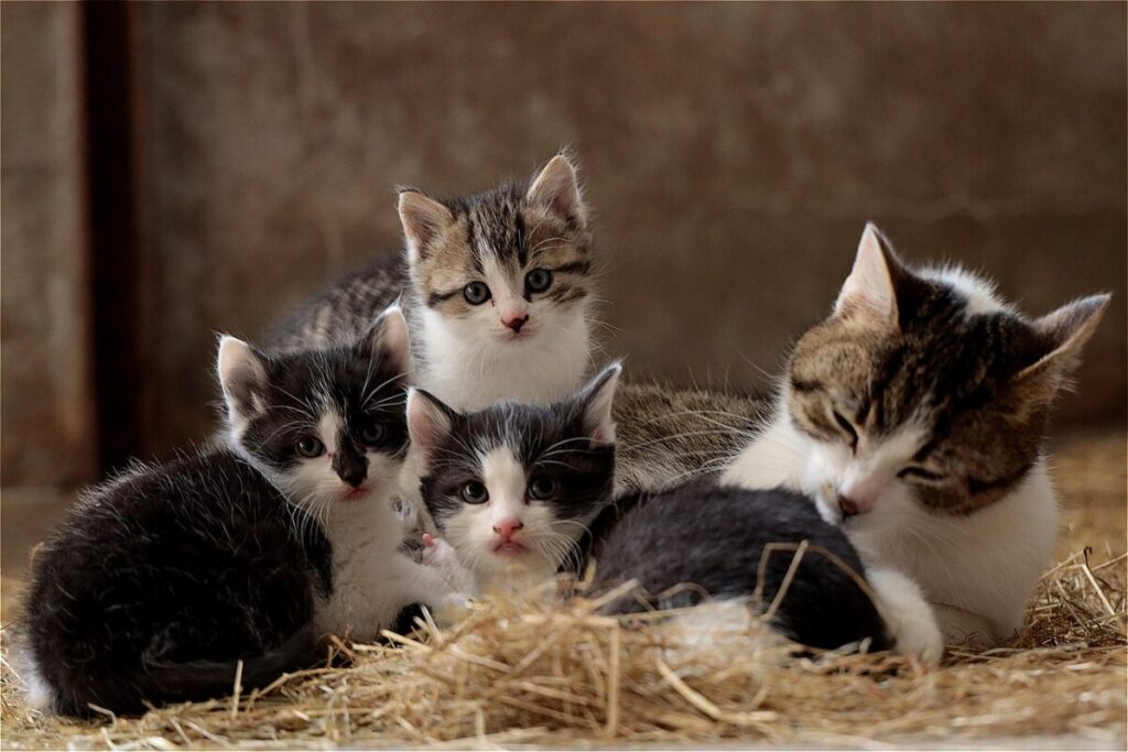 Gatto Munchkin: caratteristiche, carattere e cure del felino dalle zampe corte Gatto Munchkin: caratteristiche, carattere e cure del felino dalle zampe corte
