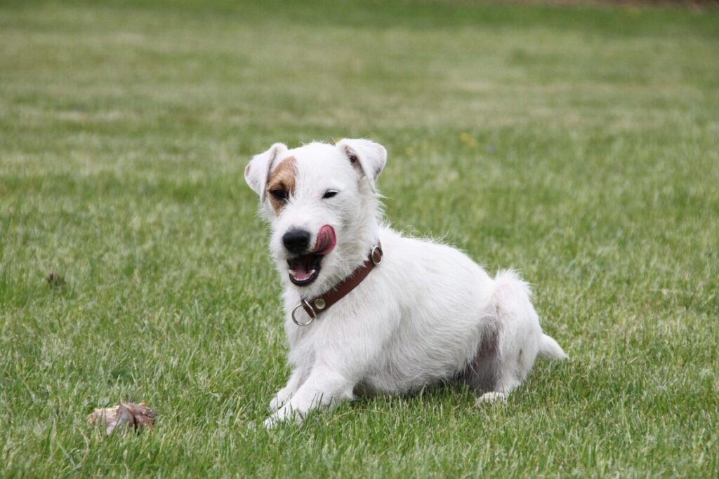 Parson Russell Terrier: caratteristiche, carattere e cure di un cane energico e intelligente Parson Russell Terrier: caratteristiche, carattere e cure di un cane energico e intelligente