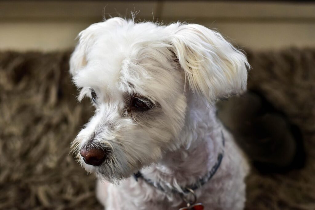 Maltese: caratteristiche, carattere e cura del cane elegante per eccellenza Maltese: caratteristiche, carattere e cura del cane elegante per eccellenza