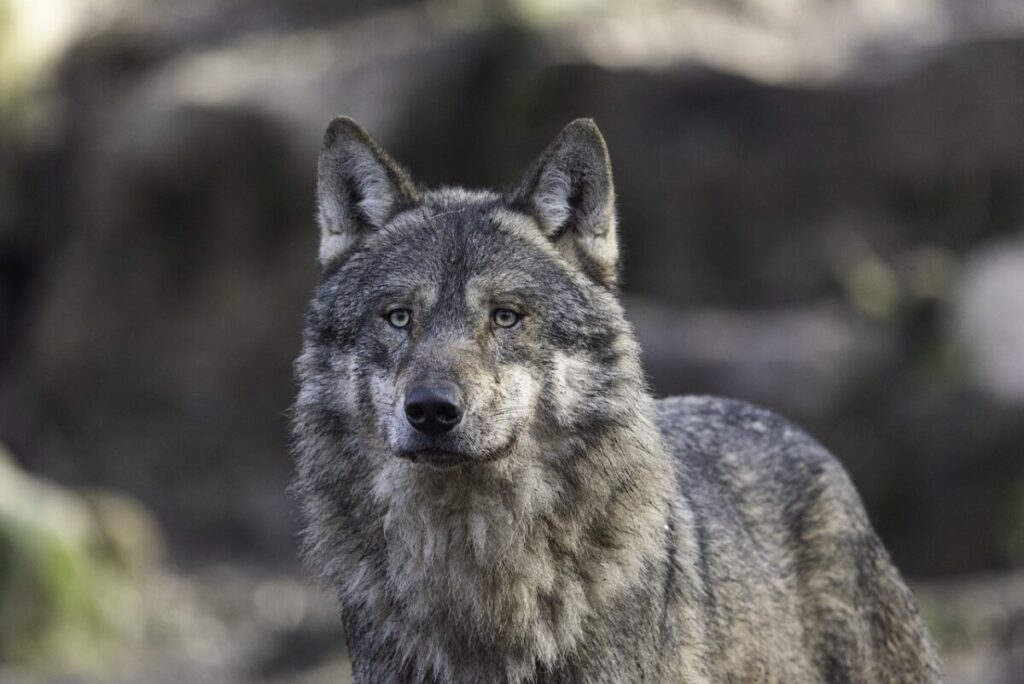 Il lupo grigio: caratteristiche, comportamento e curiosità sul predatore simbolo della natura selvaggia Il lupo grigio: caratteristiche, comportamento e curiosità sul predatore simbolo della natura selvaggia