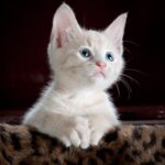 Gatto LaPerm: caratteristiche, carattere e cure di una razza unica
