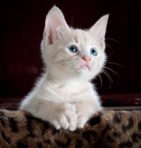Gatto LaPerm: caratteristiche, carattere e cure di una razza unica