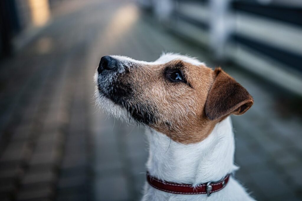 Parson Russell Terrier: caratteristiche, carattere e cure di un cane energico e intelligente Parson Russell Terrier: caratteristiche, carattere e cure di un cane energico e intelligente