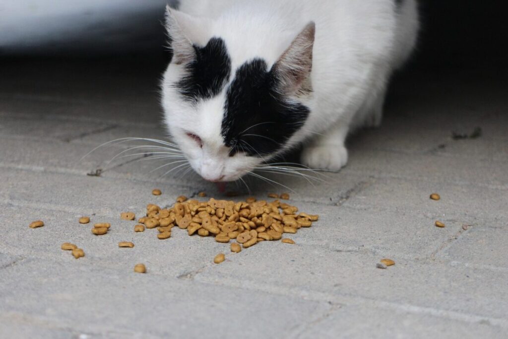 Mau Egiziano: il gatto sacro dei faraoni, elegante e misterioso