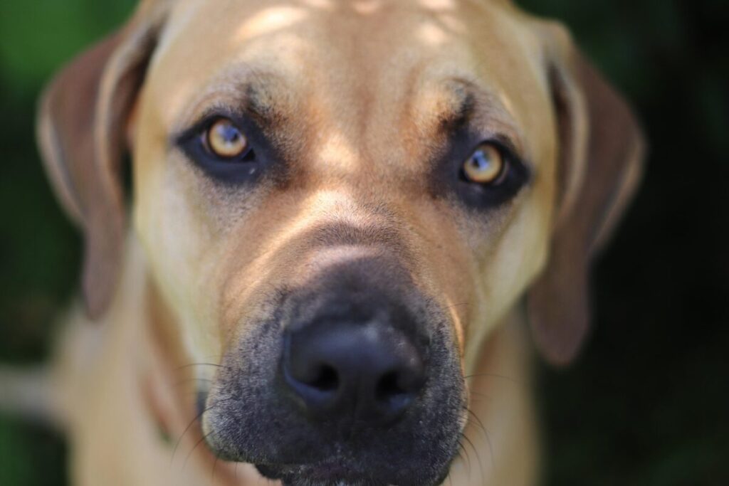 Mastino Tibetano: caratteristiche, carattere e consigli per la cura Mastino Tibetano: caratteristiche, carattere e consigli per la cura