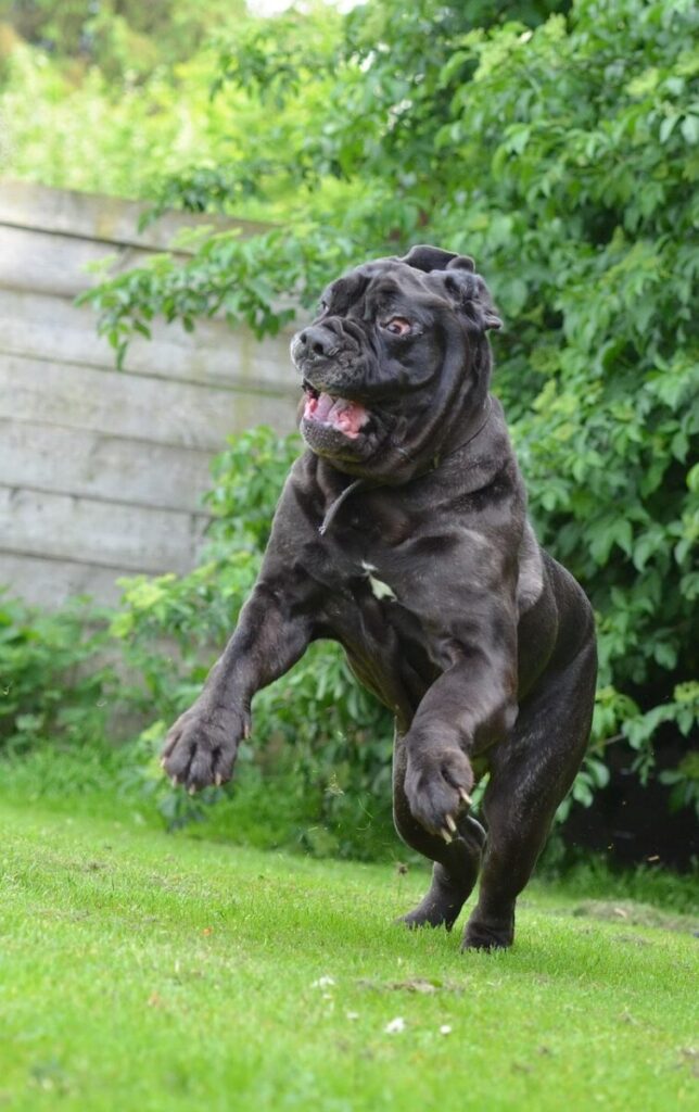 Mastino Napoletano: caratteristiche, carattere e cura di un gigante leale