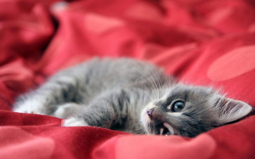 Gatto Maine Coon: caratteristiche, carattere e consigli per prendersene cura Gatto Maine Coon: caratteristiche, carattere e consigli per prendersene cura