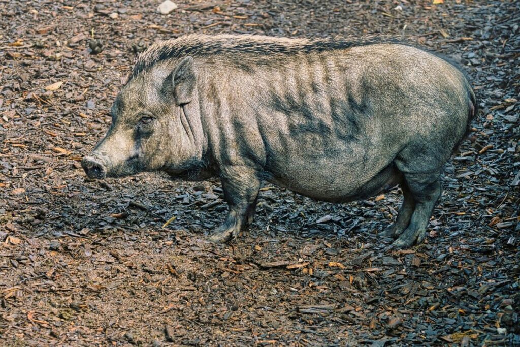 Maialino vietnamita: caratteristiche, cure e consigli per crescerlo in casa